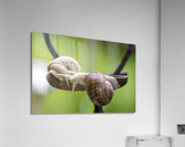 Snails  Acrylic Print