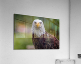 Eagle Acrylic Print