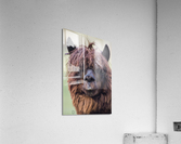 Lama Acrylic Print