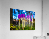 Flowers  Acrylic Print