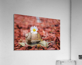 snail Acrylic Print