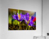 flowers Acrylic Print