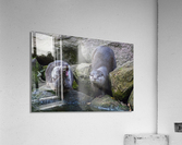 otters Acrylic Print