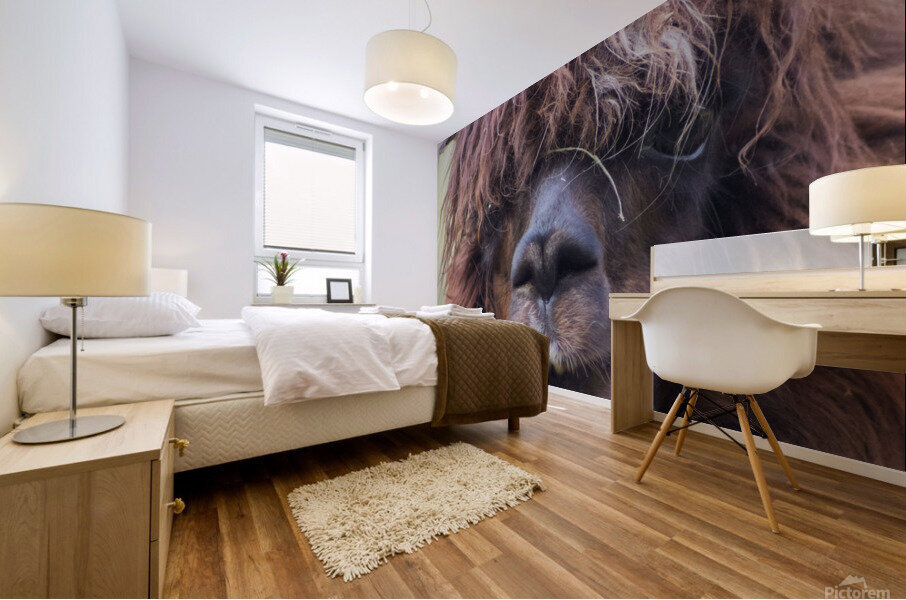 Lama Mural print