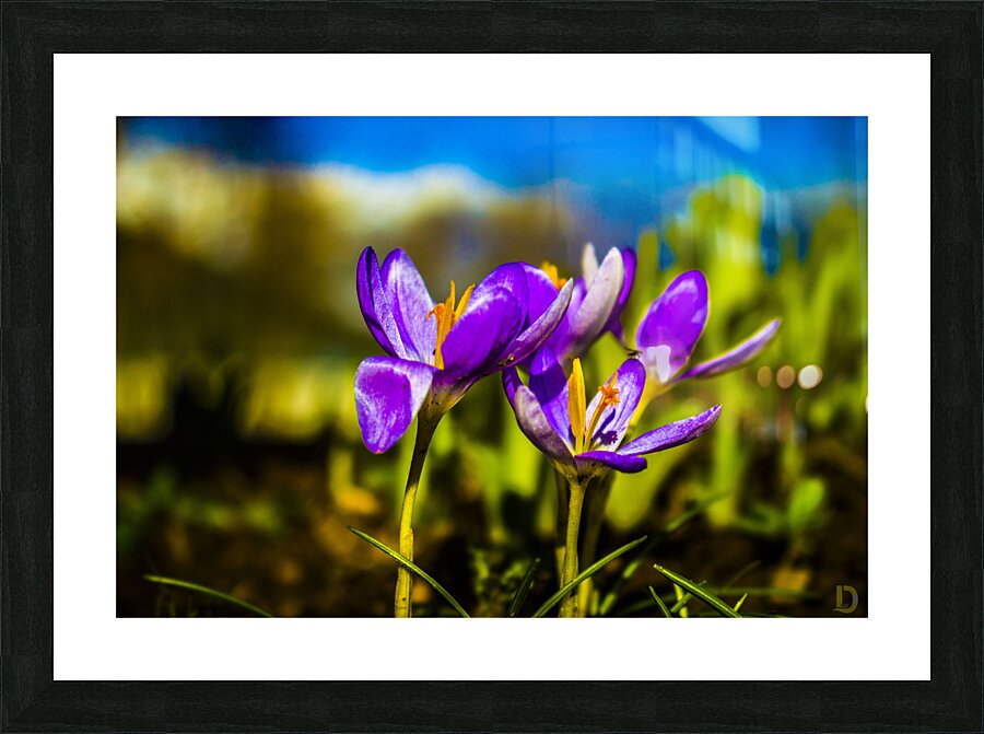 Flowers  Picture Frame print