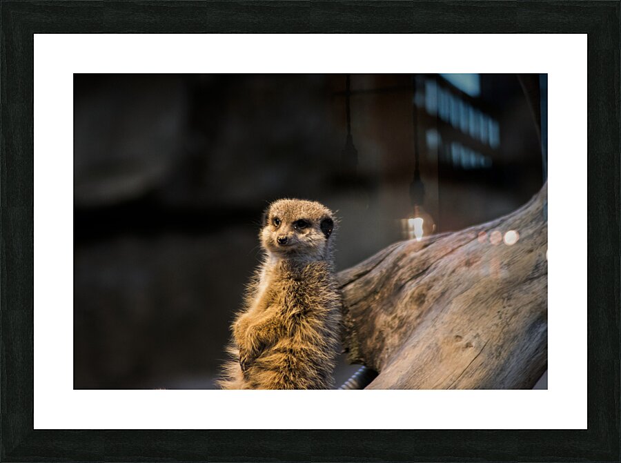 Funny animal Picture Frame print