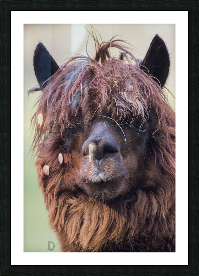 Lama Picture Frame print