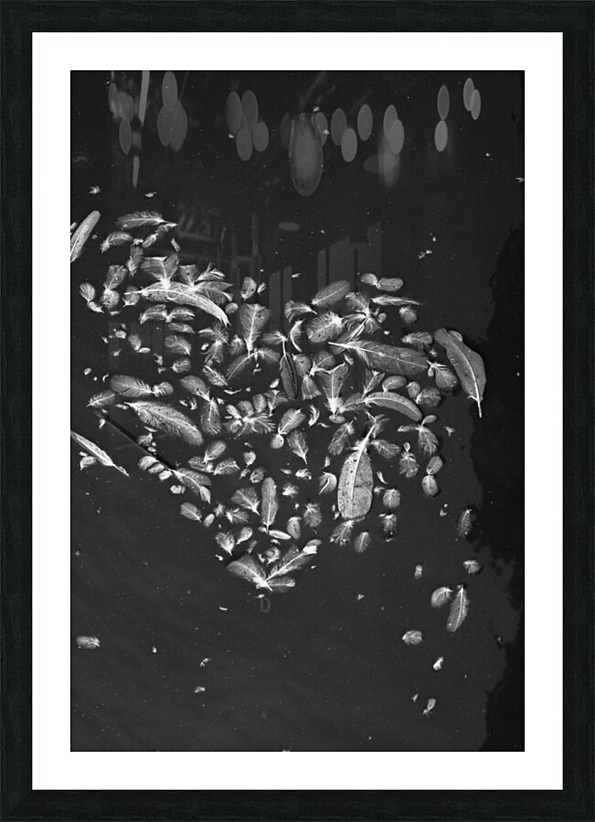 feathers Picture Frame print