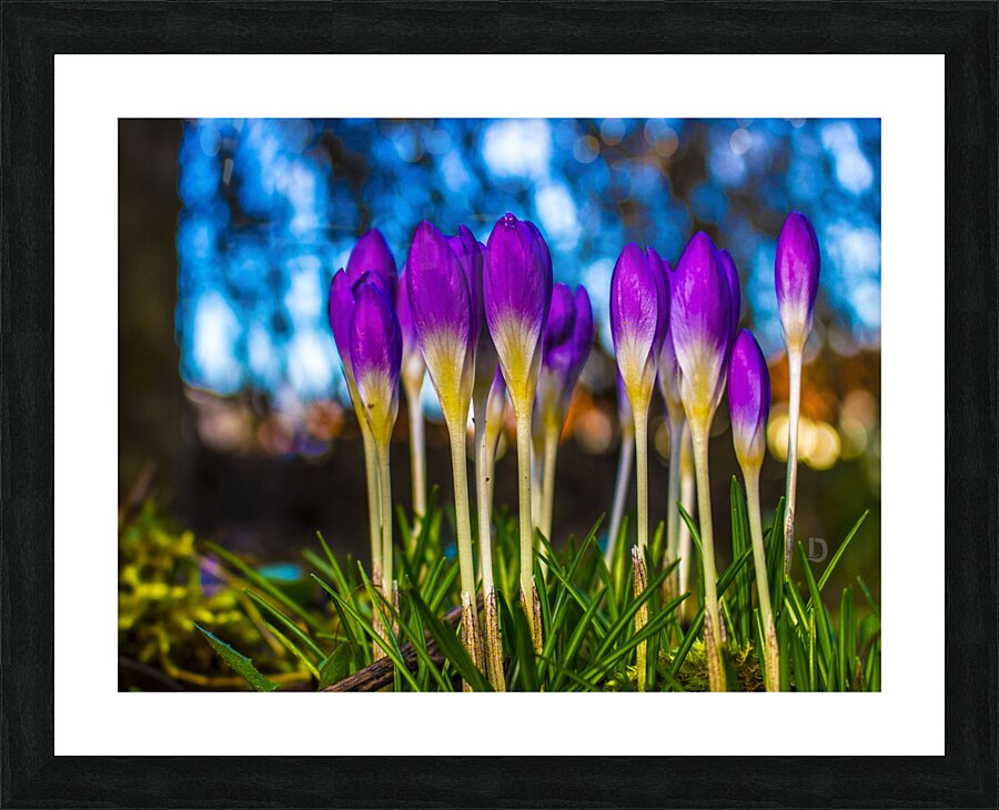 Flowers  Picture Frame print