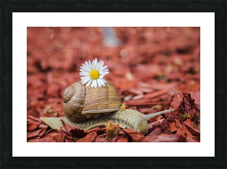 snail Picture Frame print