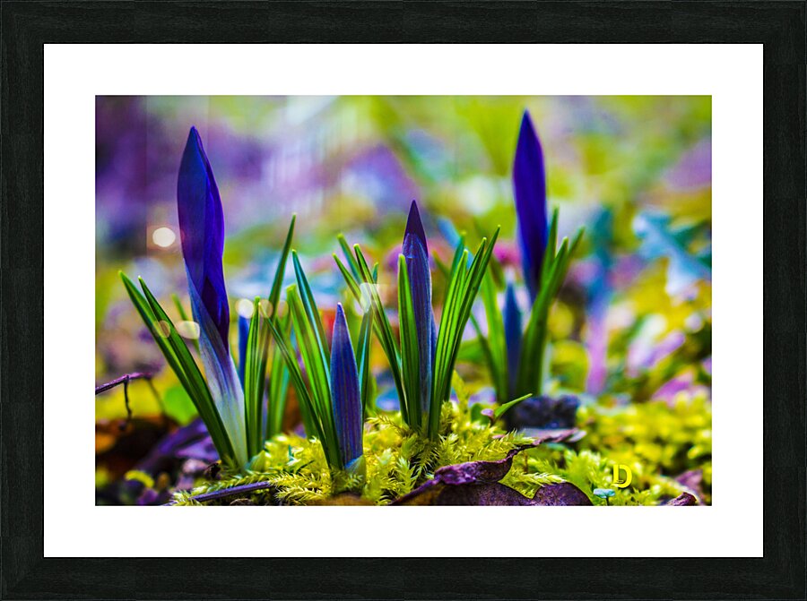 flowers  Picture Frame print