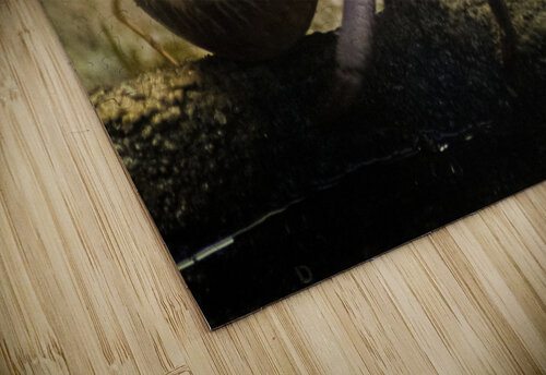 Hermit crab navickas puzzle