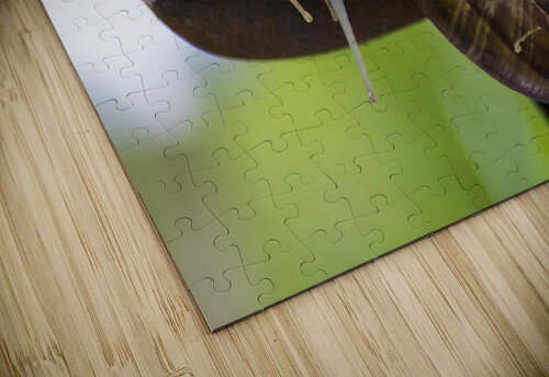 Snails  navickas puzzle