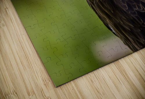 Eagle navickas puzzle