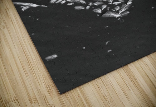 feathers navickas puzzle