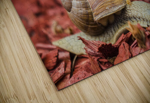 snail navickas puzzle