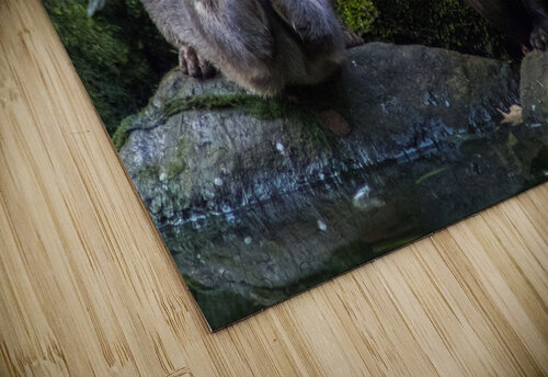 otters navickas puzzle