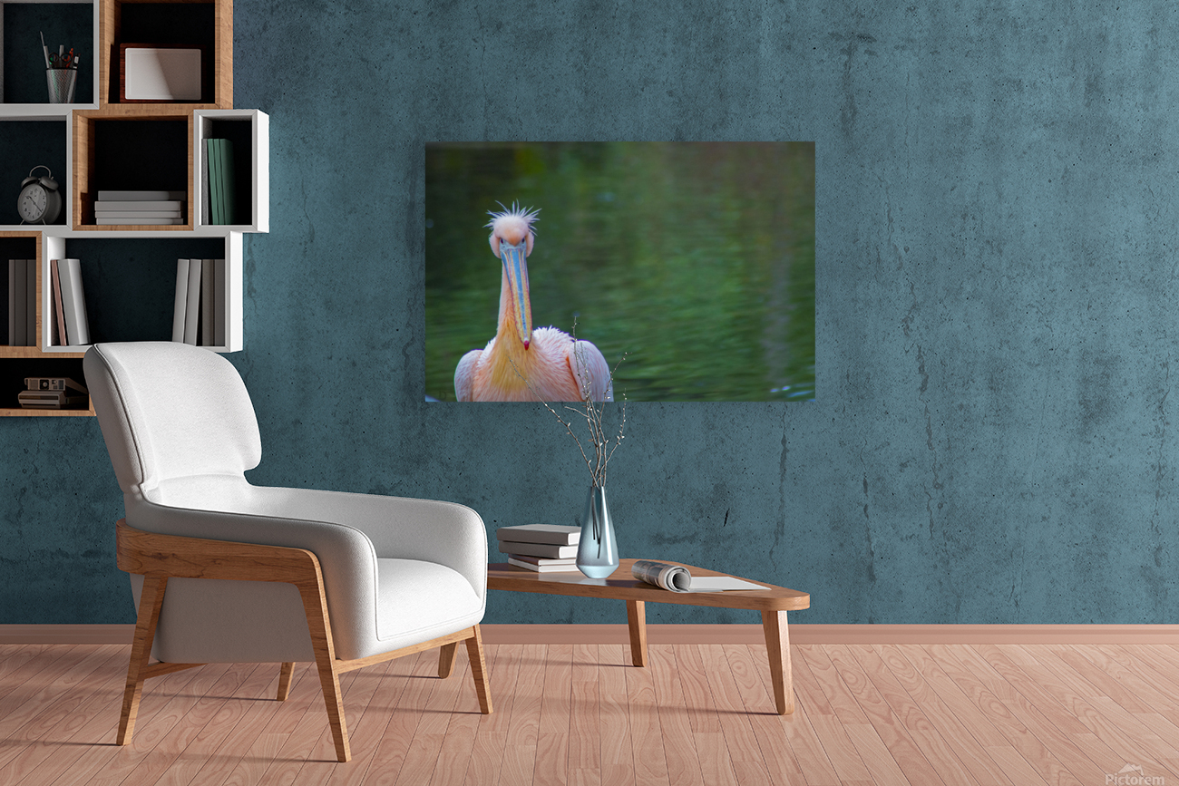 Pink pelican Reproduction
