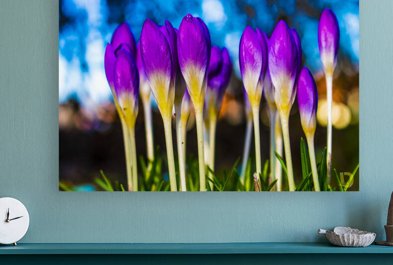 Flowers  Reproduction