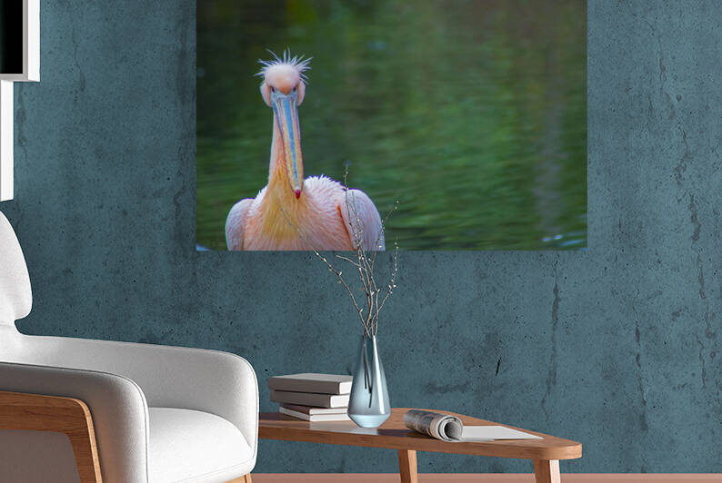 Pink pelican Reproduction