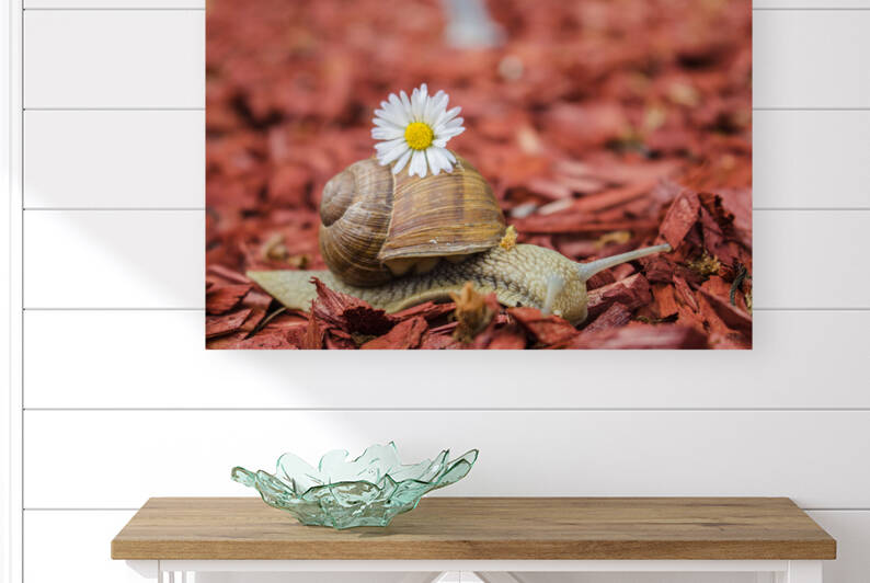 snail Reproduction