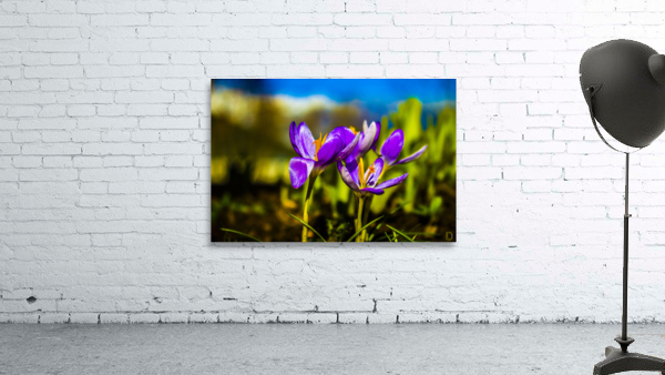 Flowers  Wall Preview