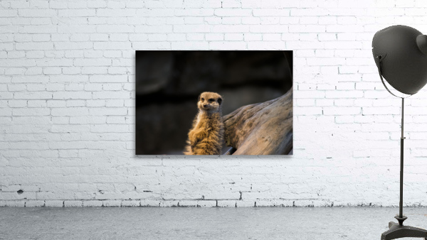 Funny animal Wall Preview