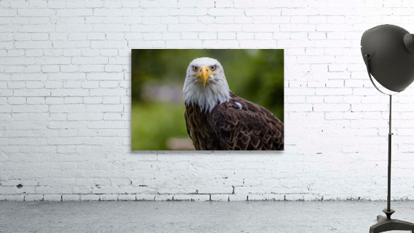 Eagle Wall Preview