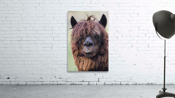 Lama Wall Preview