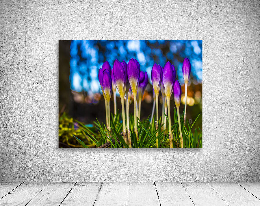 Flowers  Wall Preview
