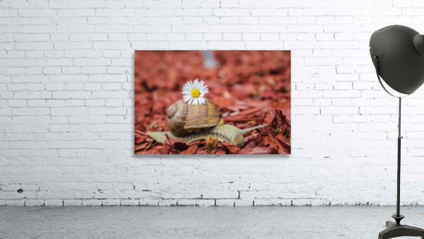 snail Wall Preview
