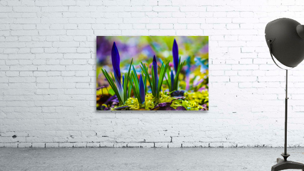 flowers  Wall Preview