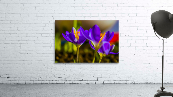 flowers Wall Preview