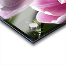 IMG 6066 Acrylic print