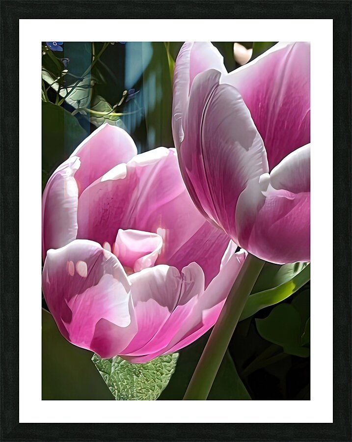 IMG 6066 Picture Frame print