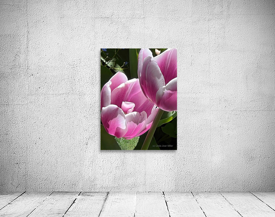 IMG 6066 Wall Preview