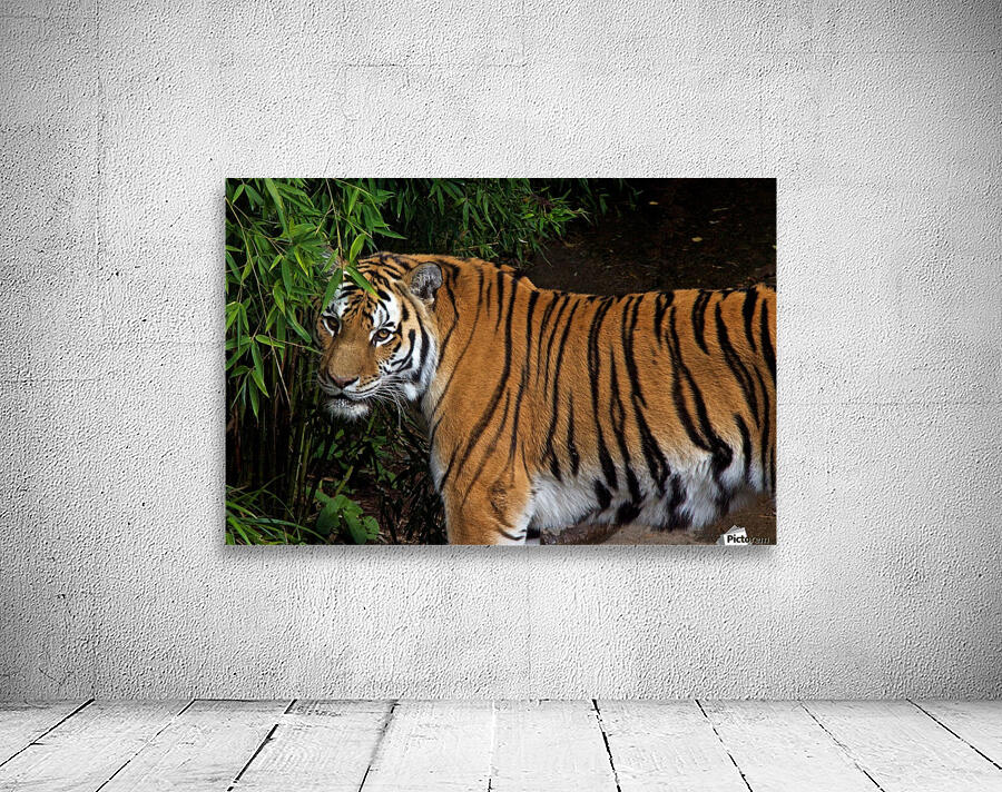Female Tiger Wall Preview