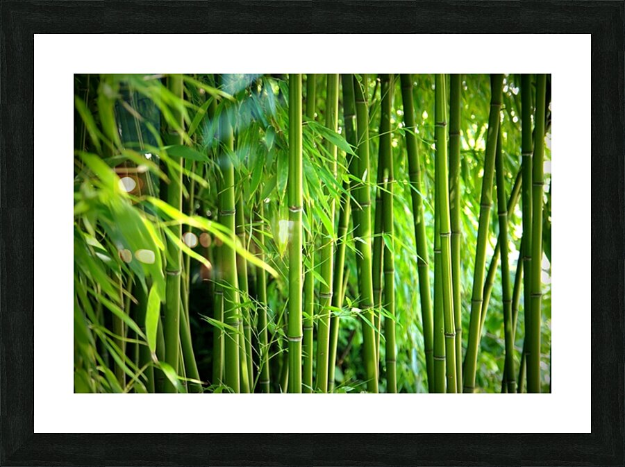 Bambus - Bamboo Picture Frame print
