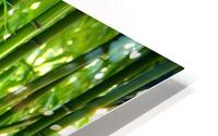 Bambus - Bamboo HD Metal print