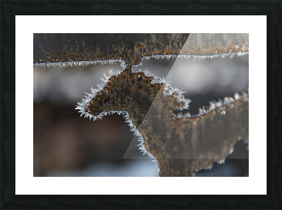 DSC 1316 Picture Frame print