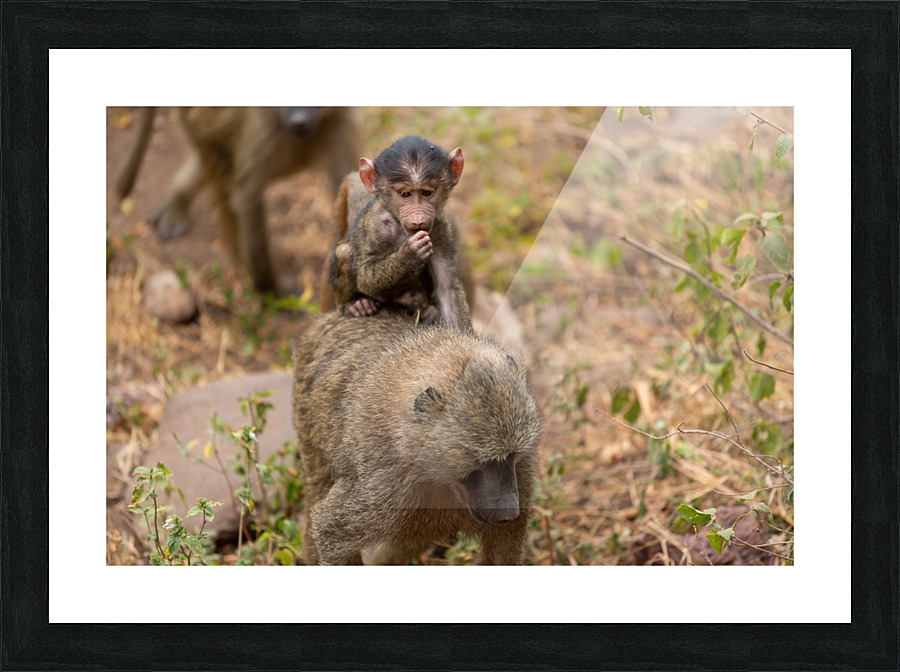 riding baboon Picture Frame print