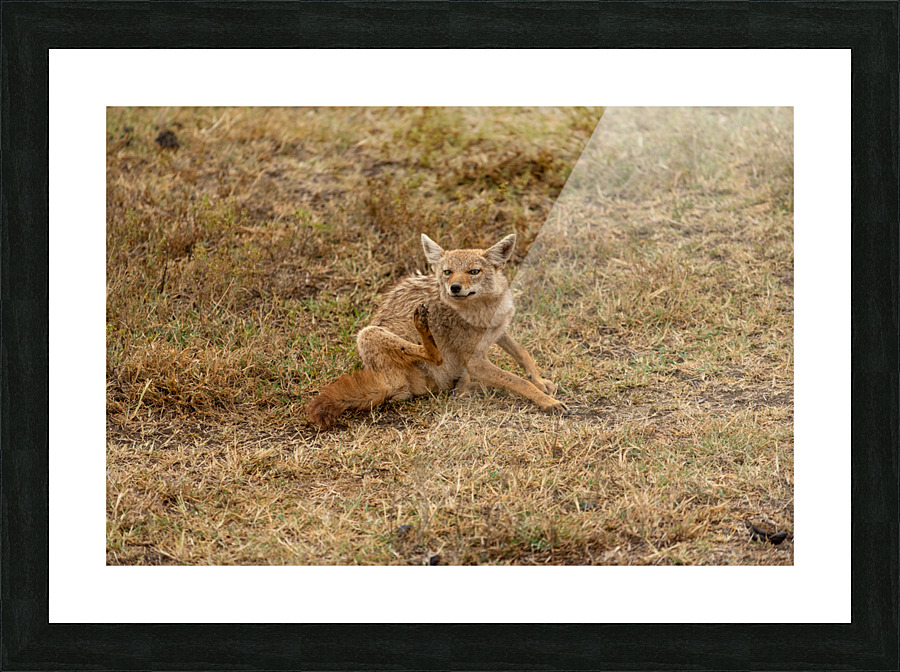 Sleepy Jackal 8 Picture Frame print