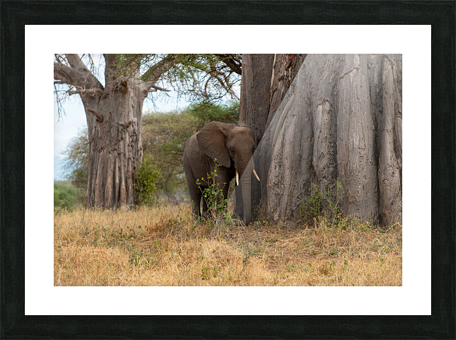 Elephant with Baobab  Picture Frame print