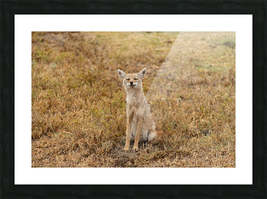 Goofy Jackal Picture Frame print