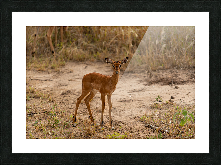 Safari Animals 13 Picture Frame print