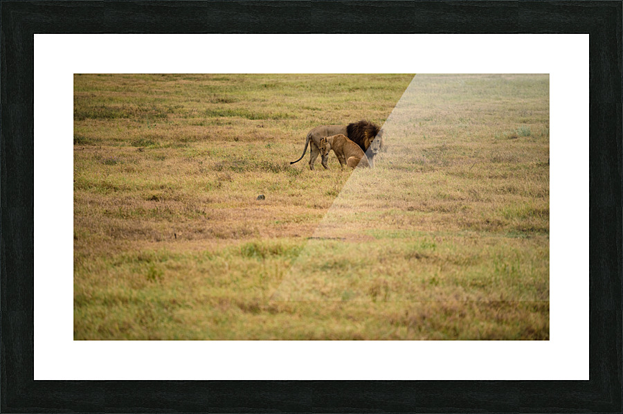 Lion couple 4 Picture Frame print