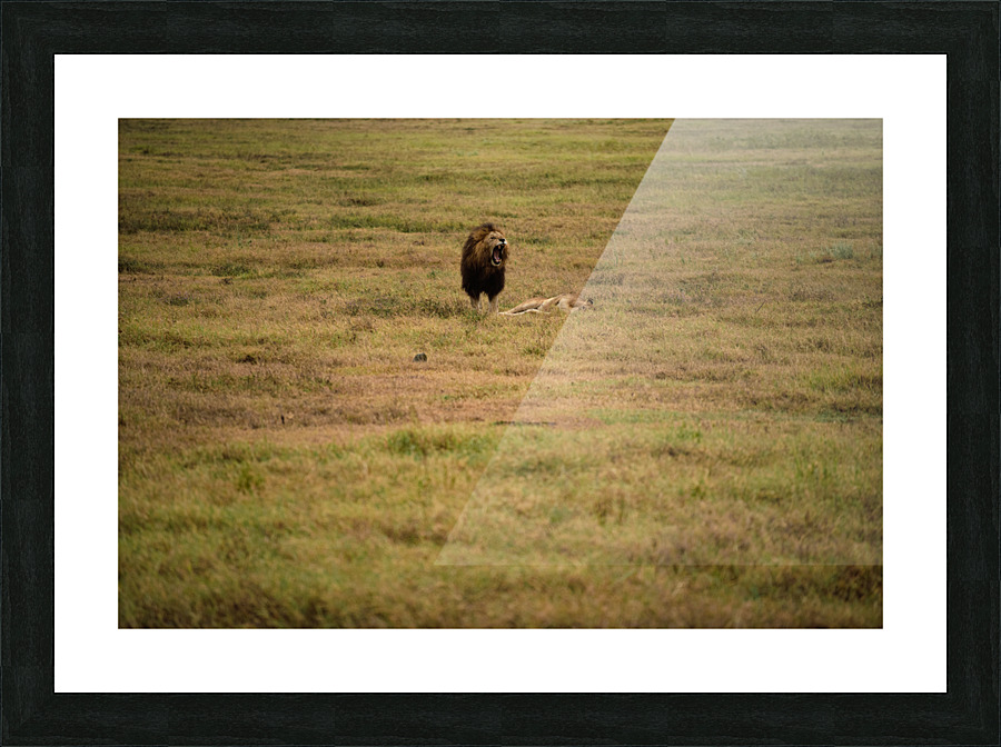 Lion couple 6 Picture Frame print