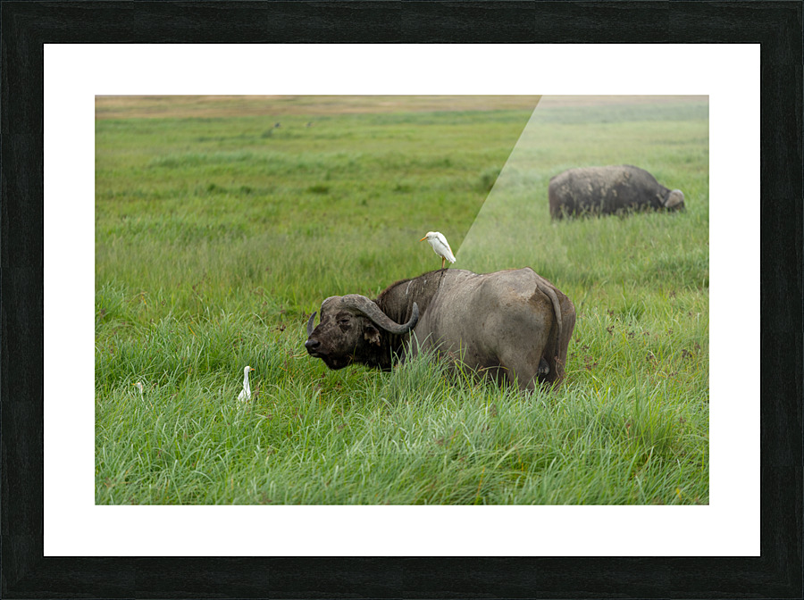 bird on buffalo Picture Frame print