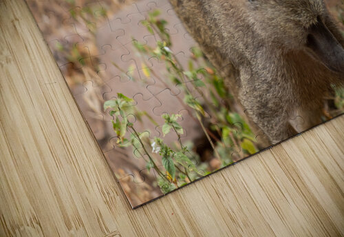 riding baboon Nick Welch puzzle