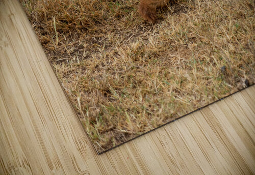 Sleepy Jackal 8 Nick Welch puzzle